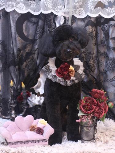 20231029アロくん